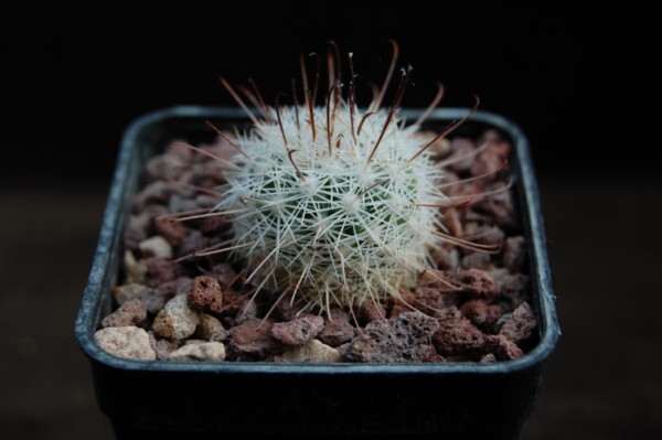 Mammillaria angelensis 