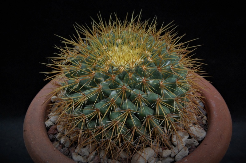 Mammillaria canelensis ROG 651