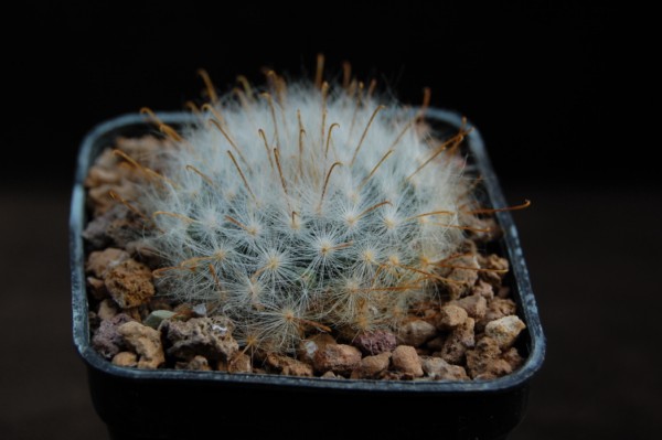 Mammillaria guelzowiana 