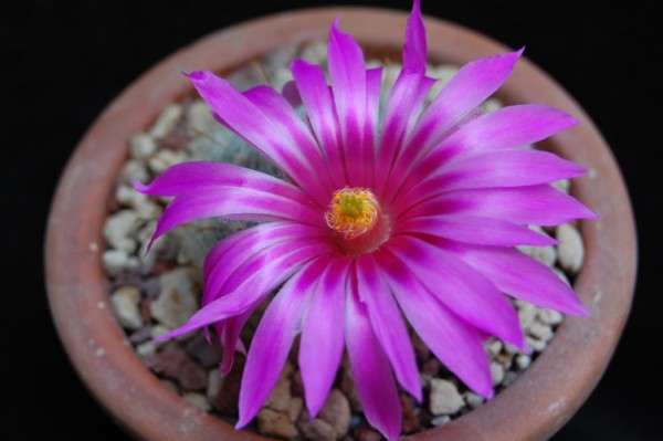 Mammillaria guelzowiana 