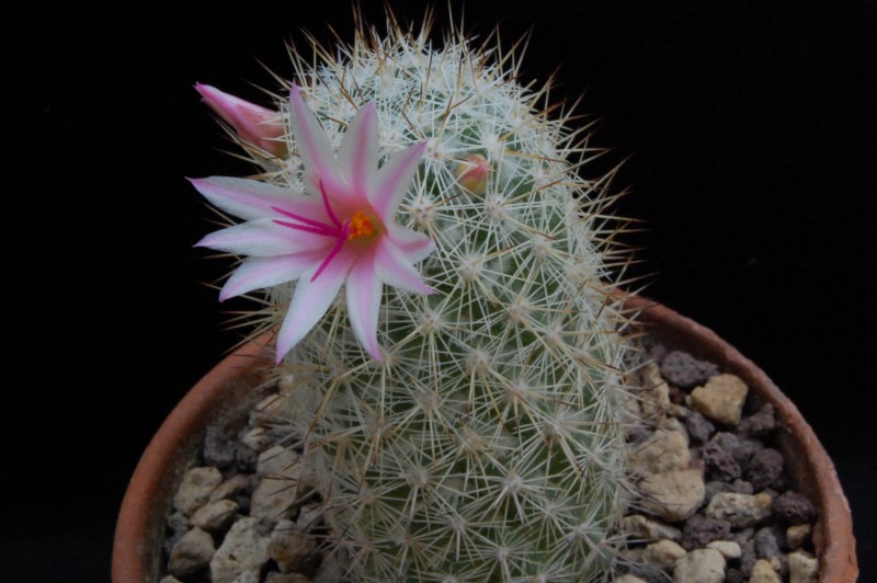 Mammillaria albicans 