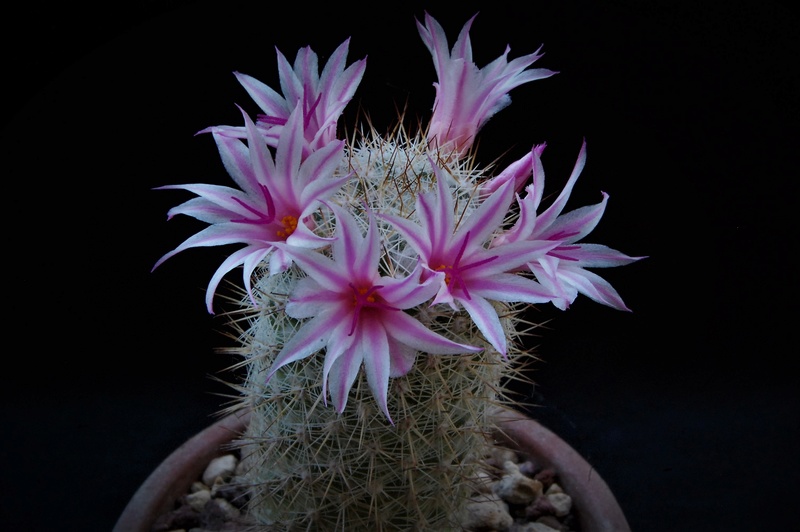 Mammillaria albicans 