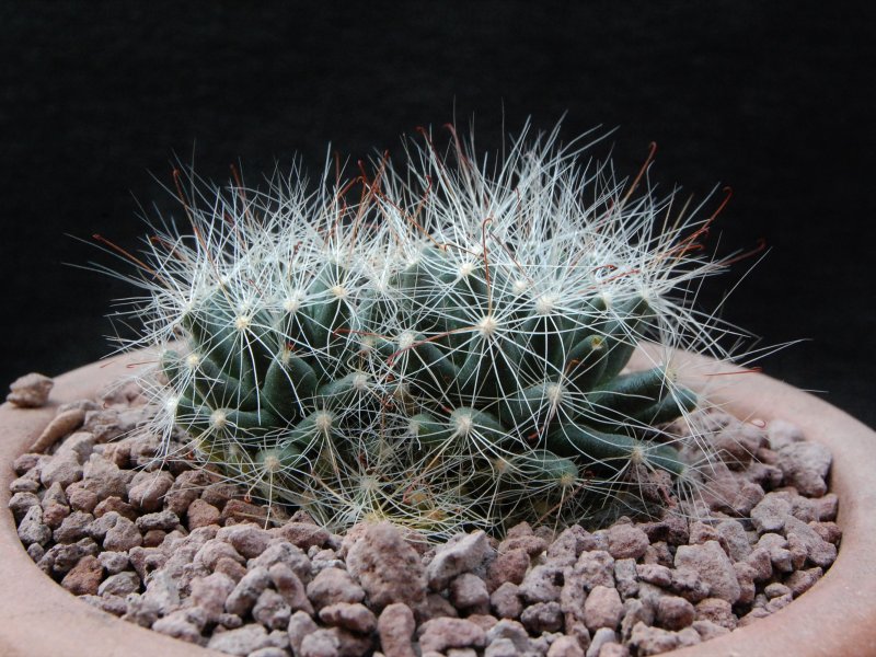 Mammillaria zephyranthoides 