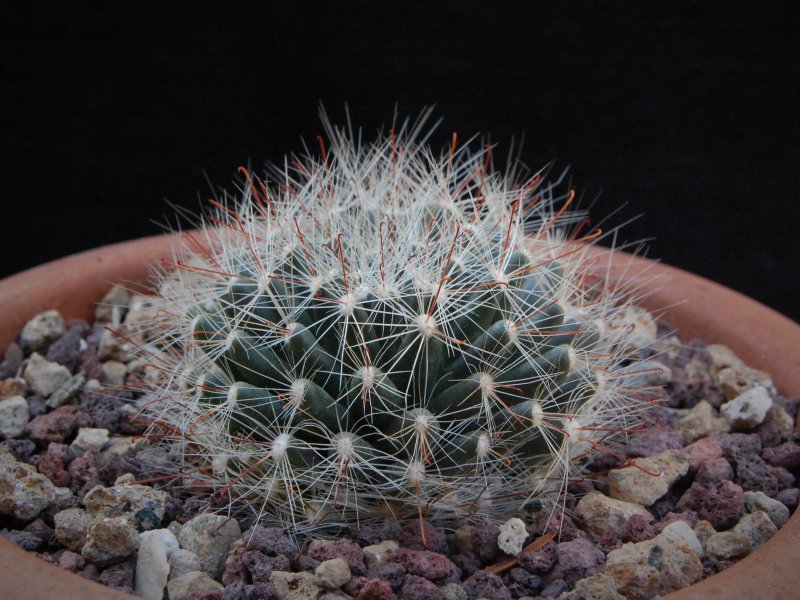 Mammillaria zephyranthoides 