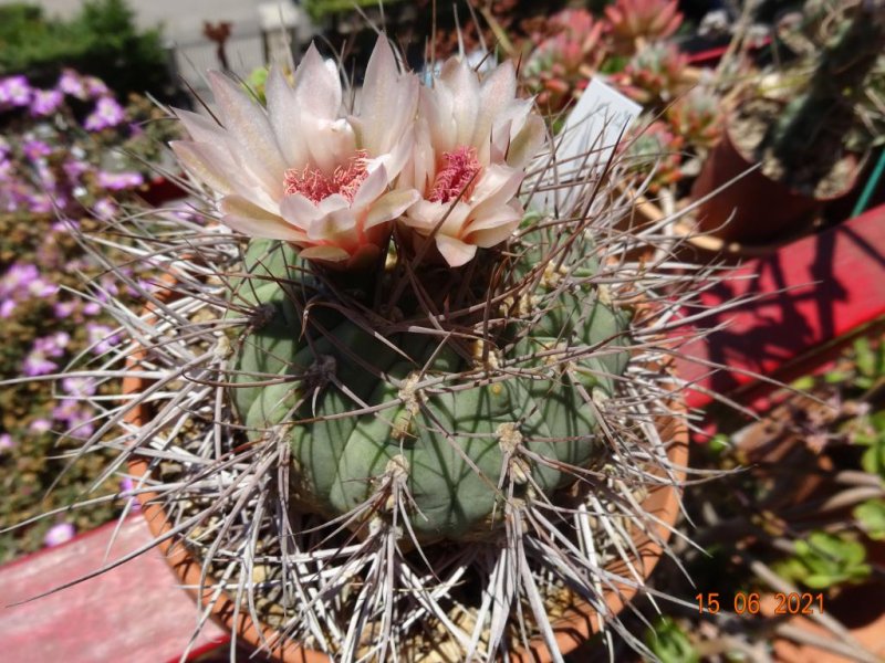 Gymnocalycium mazanense v. polycephalum 