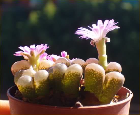 Ophthalmophyllum praesectum 
