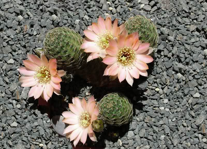 Rebutia pygmaea MN229