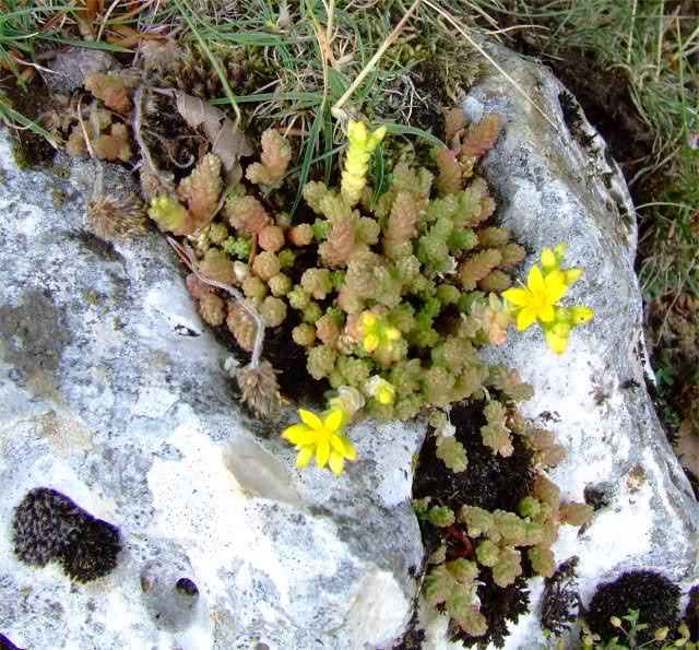 sedum acre