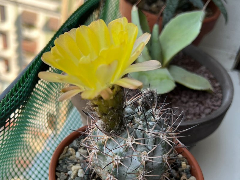 Acanthocalycium glaucum 