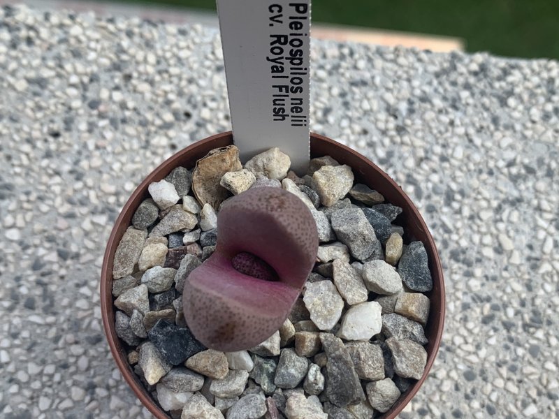 pleiospilos nelii cv. royal flush