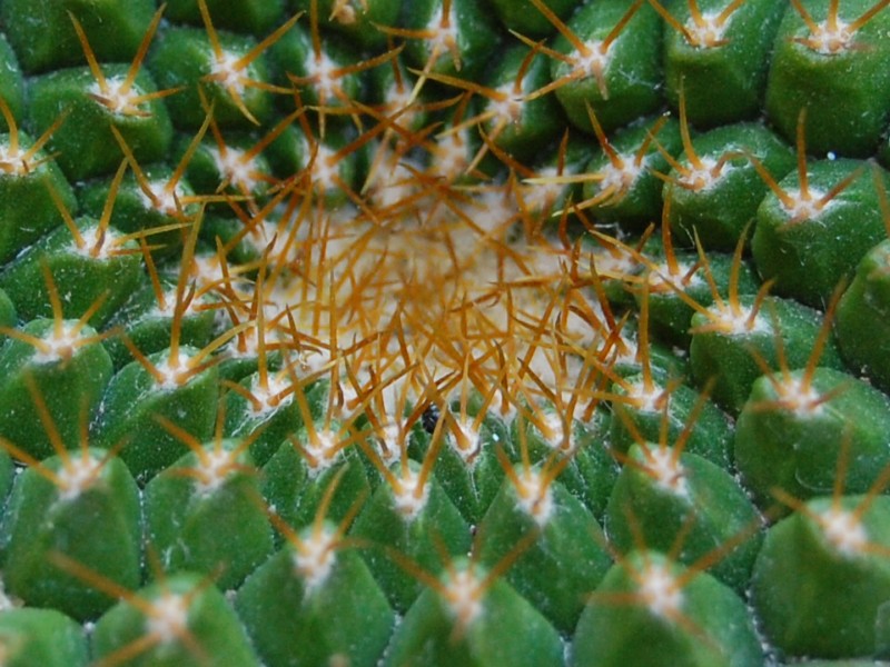 Mammillaria marksiana 