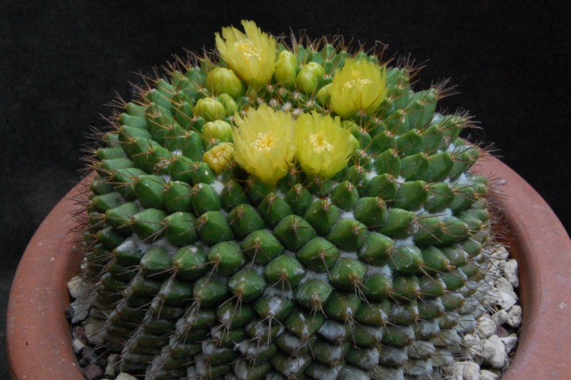 Mammillaria marksiana 