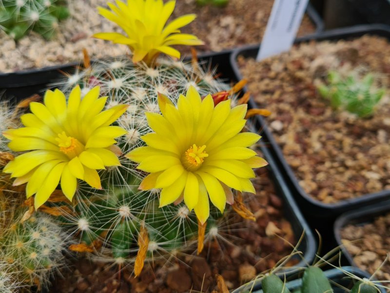 Mammillaria baumii x sphaerica 