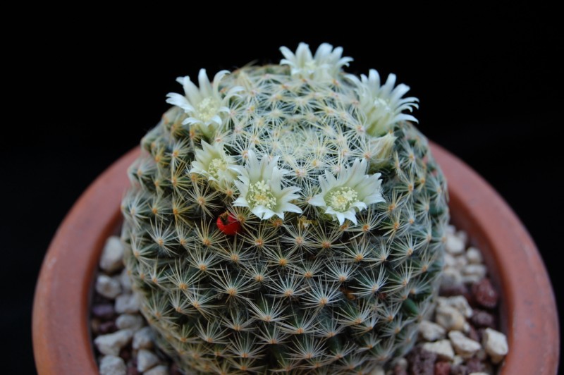 Mammillaria schiedeana ssp. dumetorum 