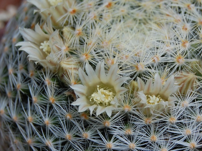 Mammillaria schiedeana ssp. dumetorum 