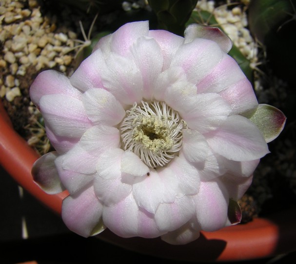 Gymnocalycium damsii 