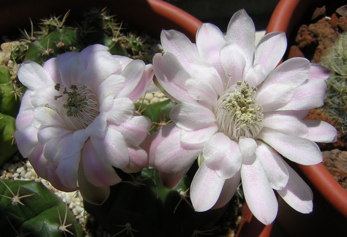 Gymnocalycium damsii 