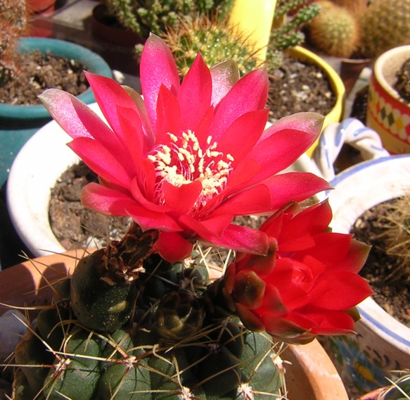 Gymnocalycium baldianum 