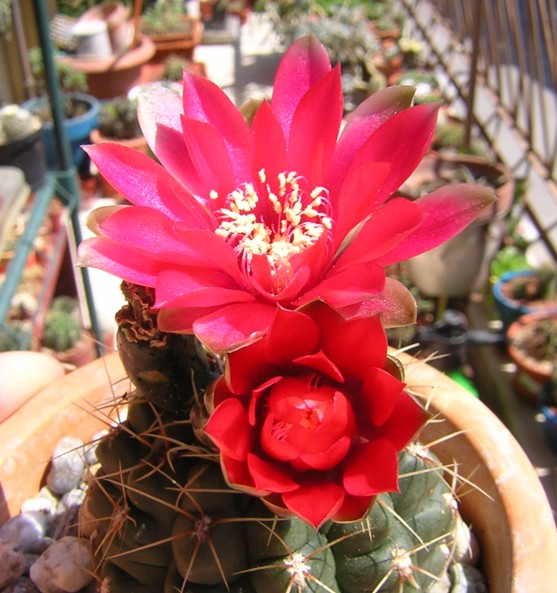 Gymnocalycium baldianum 