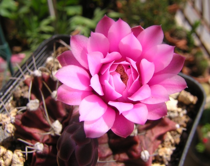 Gymnocalycium stenopleurum 