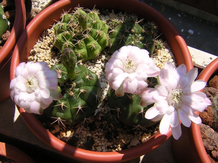 Gymnocalycium damsii 