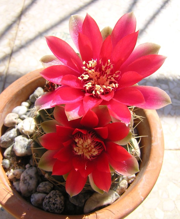 Gymnocalycium baldianum 