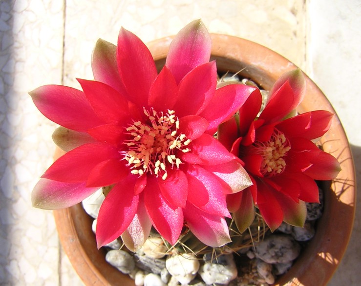 Gymnocalycium baldianum 