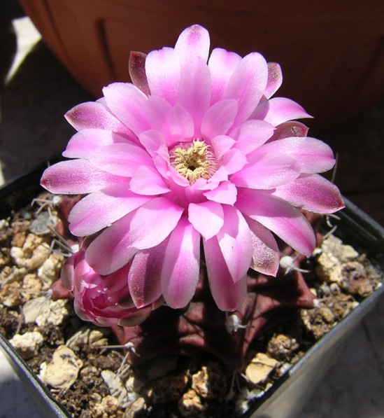 Gymnocalycium stenopleurum 