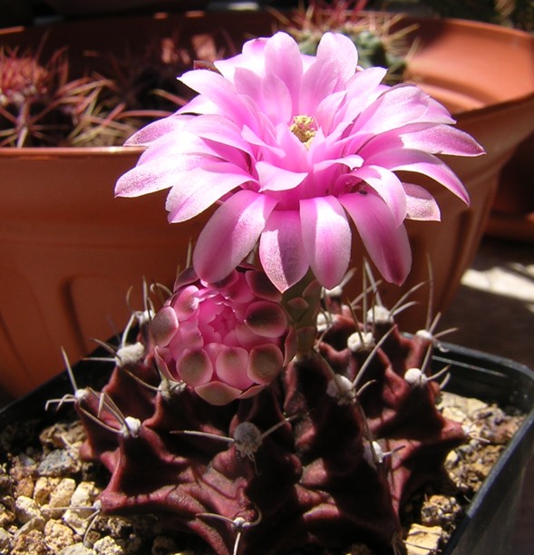 Gymnocalycium stenopleurum 