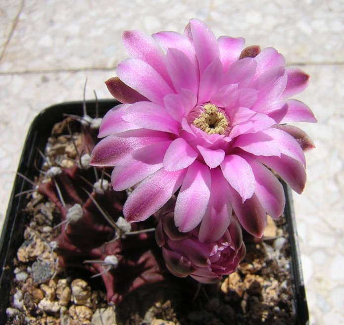 Gymnocalycium stenopleurum 