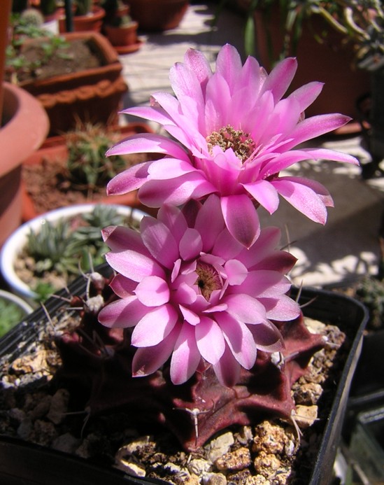 Gymnocalycium stenopleurum 