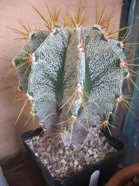 Astrophytum ornatum f. mirbelii 