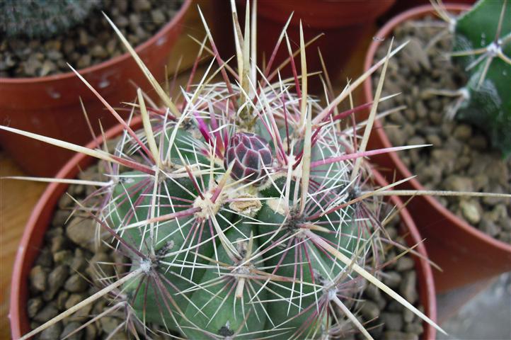 Thelocactus bicolor 