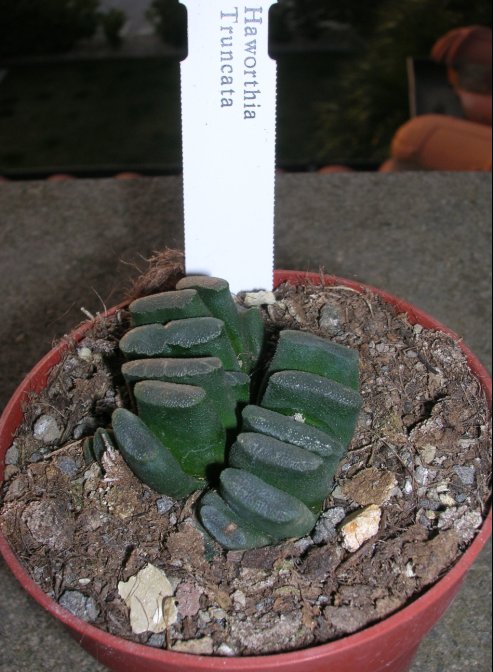 Haworthia truncata 