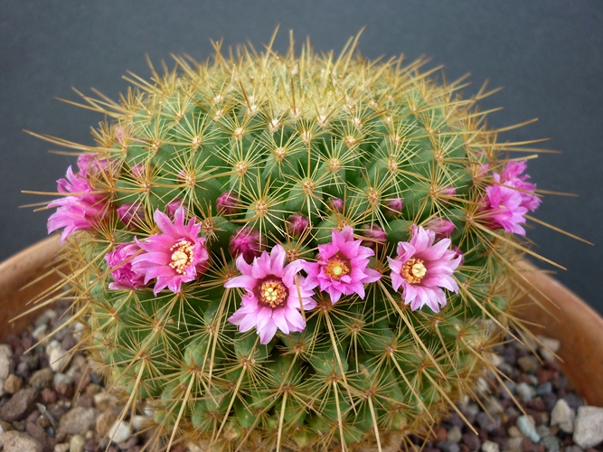 Mammillaria cv. ginsa-maru 