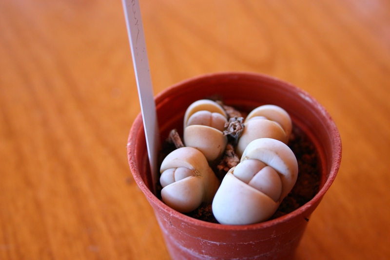 Lithops ruschiorum 