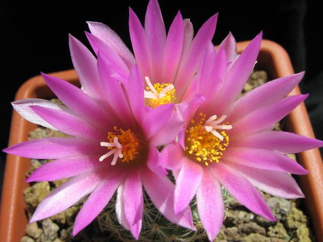 Turbinicarpus beguinii 