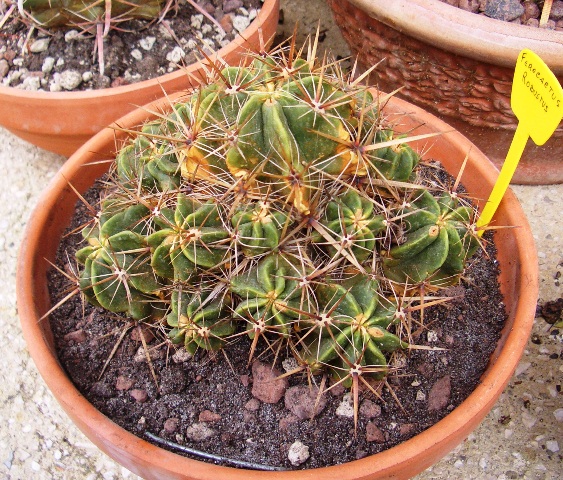 Ferocactus robustus 