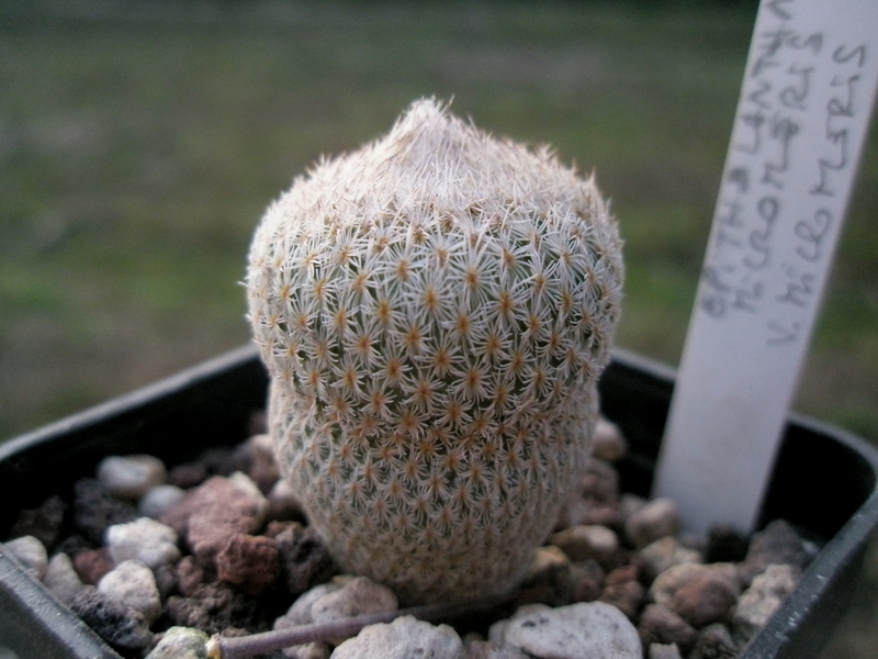 Epithelantha micromeris 
