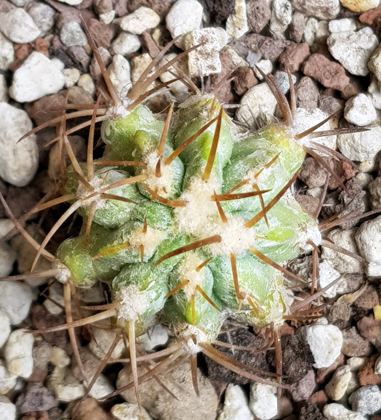 Copiapoa solaris JA 274