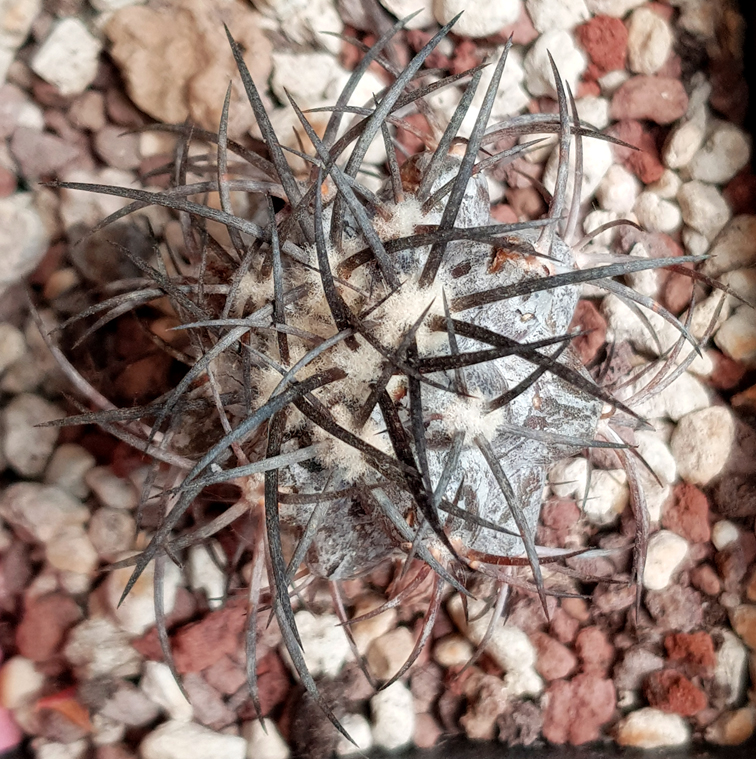 Copiapoa griseoviolacea JA 203