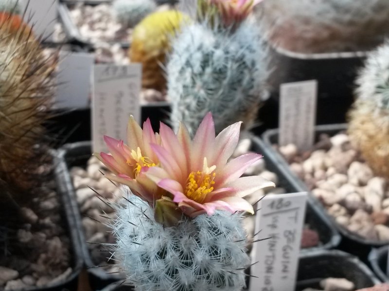 turbinicarpus beguinii ssp. hintoniorum