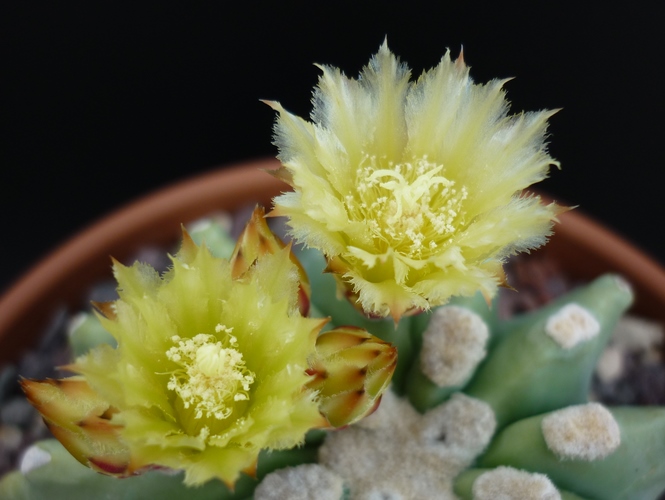 Ferocactus glaucescens v. inermis 