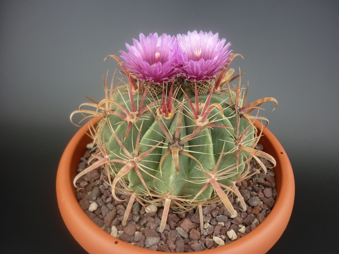 Ferocactus latispinus 