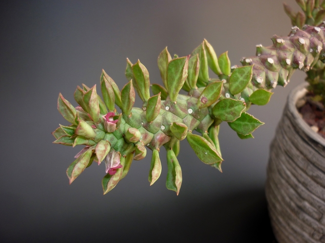 Monadenium guentheri 