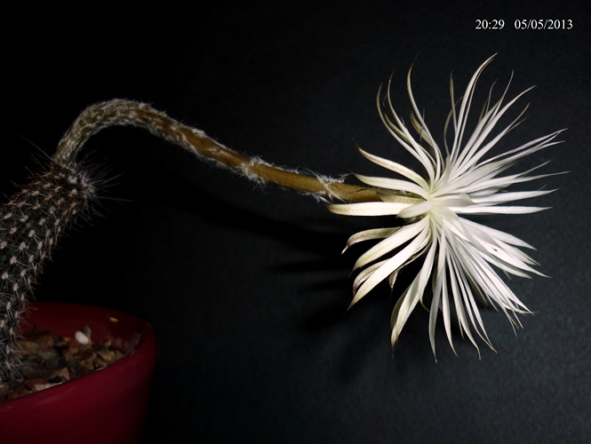 Setiechinopsis mirabilis 