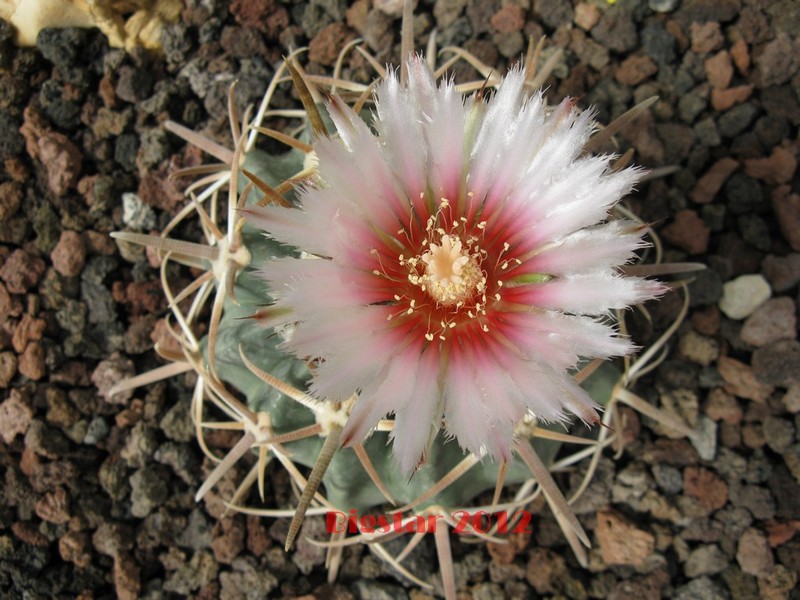 Echinocactus texensis 