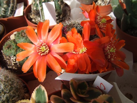 Rebutia ? 
