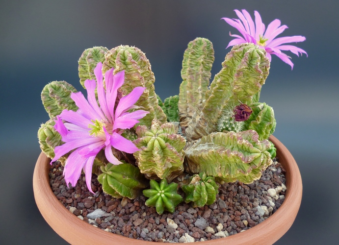 Echinocereus  viereckii ssp. morricalii 