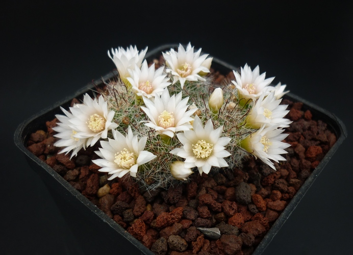 Mammillaria zeilmanniana cv. albiflora 